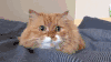 猫 喵星人 宠物 萌 可爱