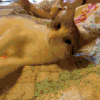 猫咪 卖萌 可爱 搞笑