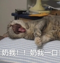 猫咪 喵星人 奶我一口 搞笑 大叫