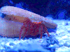 海底 海洋生物 蟹脚 沙子