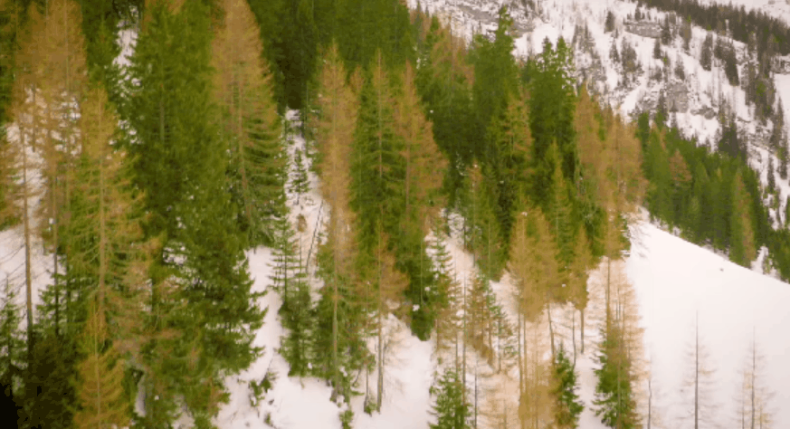 MV Nathan&Trent Running&On&Air 加拿大 森林 风景