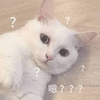 沙雕猫 猫咪 猫 可爱猫 猫表情包 猫咪表情包 小猫