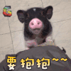 猪 动物 腰抱抱 soogif soogif出品