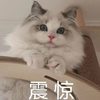萌宠 喵星人 震惊 惊讶 呆萌 可爱