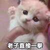 猫咪 老子直接一拳 呆萌 可爱