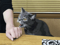 喵星人 搞笑 猫咪 可爱 萌宠