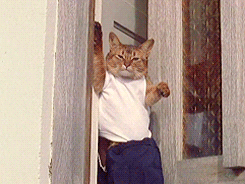 猫 服装 动物 最喜欢的 音乐视频 碧玉 秒杀琼兹 牛仔裤和白色T恤 很酷的姿势
