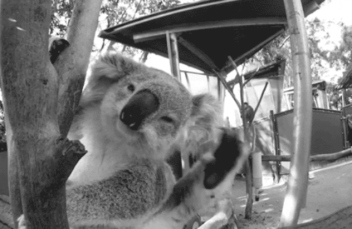 考拉 宝宝 开心 挥手 萌化了 动物 koala