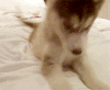 哈士奇 Siberian husky