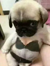 狗狗 大眼睛 内衣 可爱