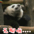 无撩 熊猫 国宝 卖萌 soogif soogif出品