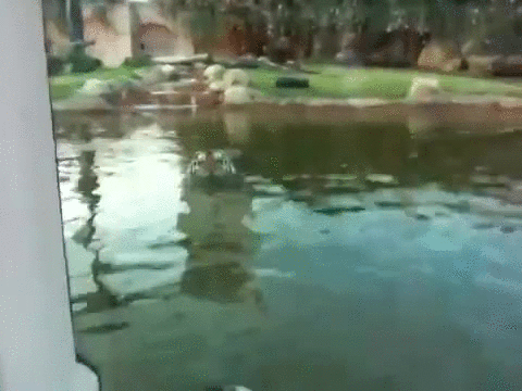 鲨鱼 shark