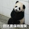 萌宠 熊猫 尽管很难受 但还要保持微笑 憨憨 呆萌