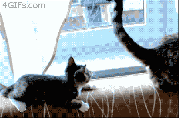 猫咪 窗户 尾巴 动态