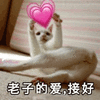 沙雕猫 猫咪 猫 可爱猫 猫表情包 猫咪表情包 小猫