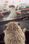 刺猬 玻璃 下雨 看