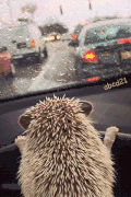 刺猬 玻璃 下雨 看