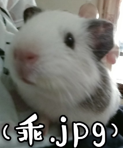 竹鼠 可爱 萌宠 文字表情包 逗