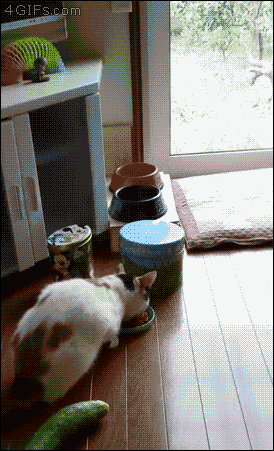 动物 猫咪 吃东西 惊吓 跳起