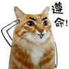 猫猫 可爱 遵命 敬礼