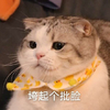 萌宠 喵星人 垮起个批脸 摆着个臭脸 憨憨 呆萌