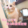 萌宠 猫星人 我这么可爱 怎么可能会犯错 呆萌 可爱