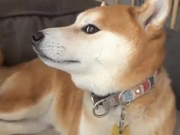 柴犬 盯 表情包 注视 魔性 Shiba Inu