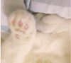 喵星人 拜拜 萌萌哒 招财猫