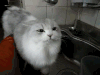 小猫 喝水 可爱 毛茸茸