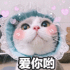 猫 爱你呦 可爱 可爱 呆萌