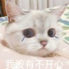 萌宠 猫星人 我没有不开心 可怜 呆萌 可爱
