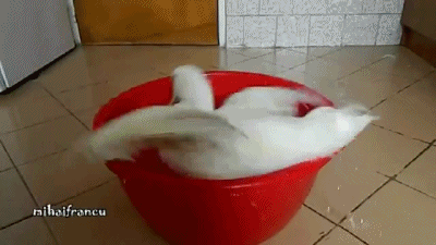 鸭子 duck 花屏 洗澡