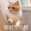 萌宠 猫星人 我好像你鸭 开心 呆萌 可爱