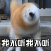 猫 萌宠 喵星人 我不听我不听 soogif sooguf出品