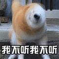 猫 萌宠 喵星人 我不听我不听 soogif sooguf出品