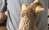 猫咪 萌萌哒