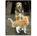 强撩 汪星人 高冷 禁欲 老干部 喵星人 猫猫 狗狗 真爱 爱情 暖