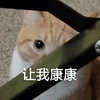 萌宠 猫星人 让我康康 好奇 呆萌 可爱