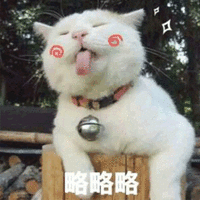 嫌弃 打我啊 猫 搞怪 逗