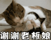 萌宠 猫 谢谢老板娘 谢谢啦 呆萌 可爱