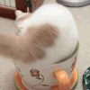 猫咪 杯子 转身 萌萌哒
