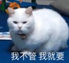 萌宠 猫星人 我不管 任性 呆萌 搞怪