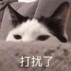 沙雕猫 猫咪 猫 可爱猫 猫表情包 猫咪表情包 小猫