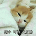 弱小 猫 可怜