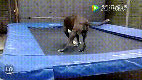 動(dòng)物 二哈 搞笑 呆萌