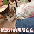 安排 明白 猫