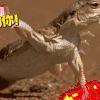 变色龙 搞笑 表演