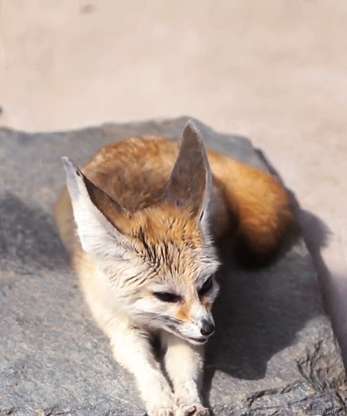 这是什么 舔 什么味道 狐狸 漂亮 尖耳朵 萌
