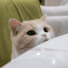 萌宠 猫星人 我全都看见了 盯着你 搞怪 逗