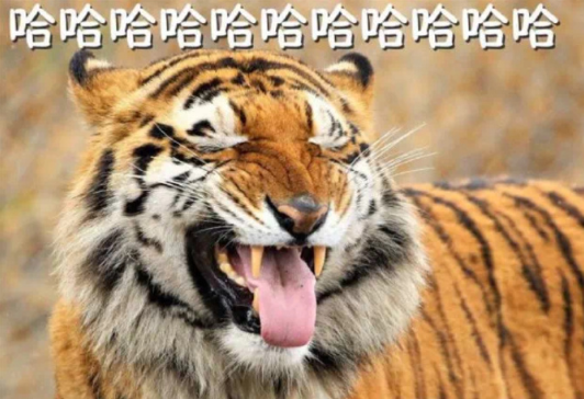 老虎 文字表情包 蠢萌 搞笑 逗